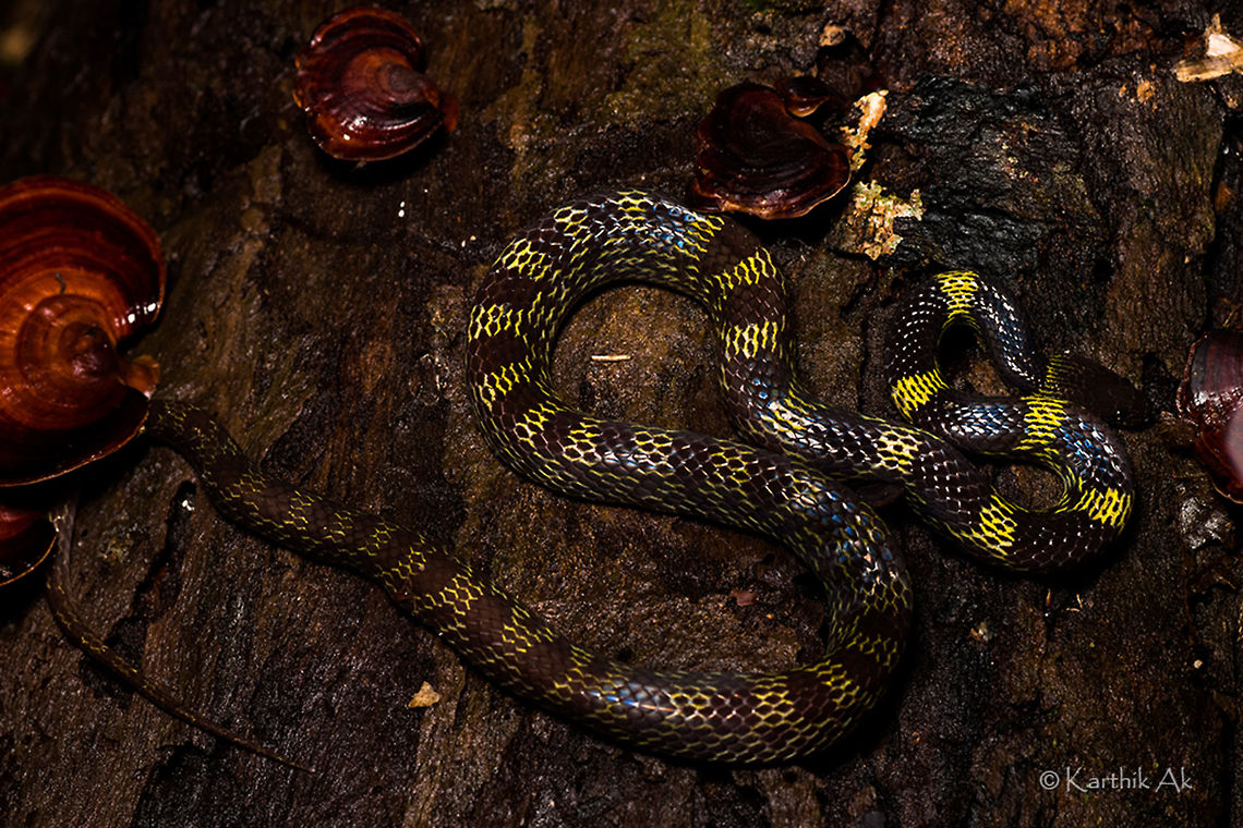 Travancore wolf snake It was in mid December last year, while exploring one of the streams of the western ghats we came across this beautiful snake. It was on my wish list since a while. The drizzle and its quick movements made to difficult to get a decent shot. I enjoyed seeing the beautiful coloration of the snake than photographing it. I wish i get to see again and make some good photographs of this endemic species :) Lycodon travancoricus,Travancore wolf snake,endemic,explore,herping,india,lycodon travancoricus,nikon,non venomous,reptile,snake,western ghats,wolf snake,yellow bands