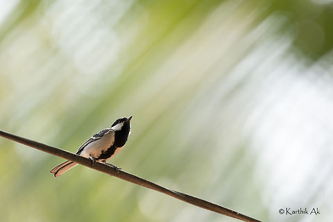 Great tit  Great Tit,Parus major,bangalore,bird,india,karnataka,wild
