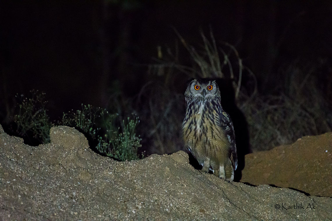 Indian Eagle owl Indian Eagle Owl<br />
This image was taken while returning to Bangalore at night.It was resting on a mud mount. It is an high ISO image. Check the exif!!<br />
Since ages the owls are associated with superstition. They are considered to be bad omen not just in India but in many other countries as well. <br />
As noted by Salim Ali, the 2 most common beliefs across India are, these Owls would predict the future by telling in a human voice and the other one is to find a lucky bone of the bird that would move against the water current!! Bubo bengalensis,Indian eagle-owl,bangalore,bird,eagle owl,india,karnataka,night,owl,untamed,wild