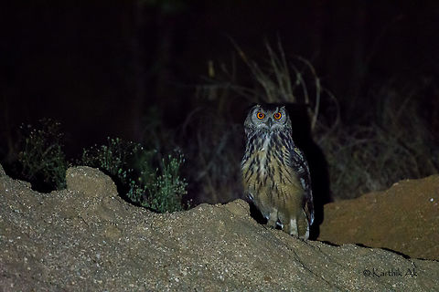 Indian Eagle owl Indian Eagle Owl
This image was taken while returning to Bangalore at night.It was resting on a mud mount. It is an high ISO image. Check the exif!!
Since ages the owls are associated with superstition. They are considered to be bad omen not just in India but in many other countries as well. 
As noted by Salim Ali, the 2 most common beliefs across India are, these Owls would predict the future by telling in a human voice and the other one is to find a lucky bone of the bird that would move against the water current!! Bubo bengalensis,Indian eagle-owl,bangalore,bird,eagle owl,india,karnataka,night,owl,untamed,wild