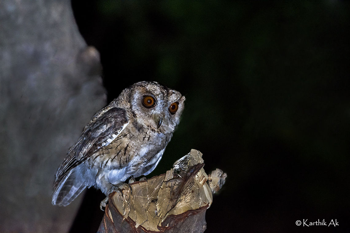 Oriental Scops owl  Oriental scops owl,Otus sunia,bird,india,owl,tamil nadu,valparai,western ghats,wild,wildlife