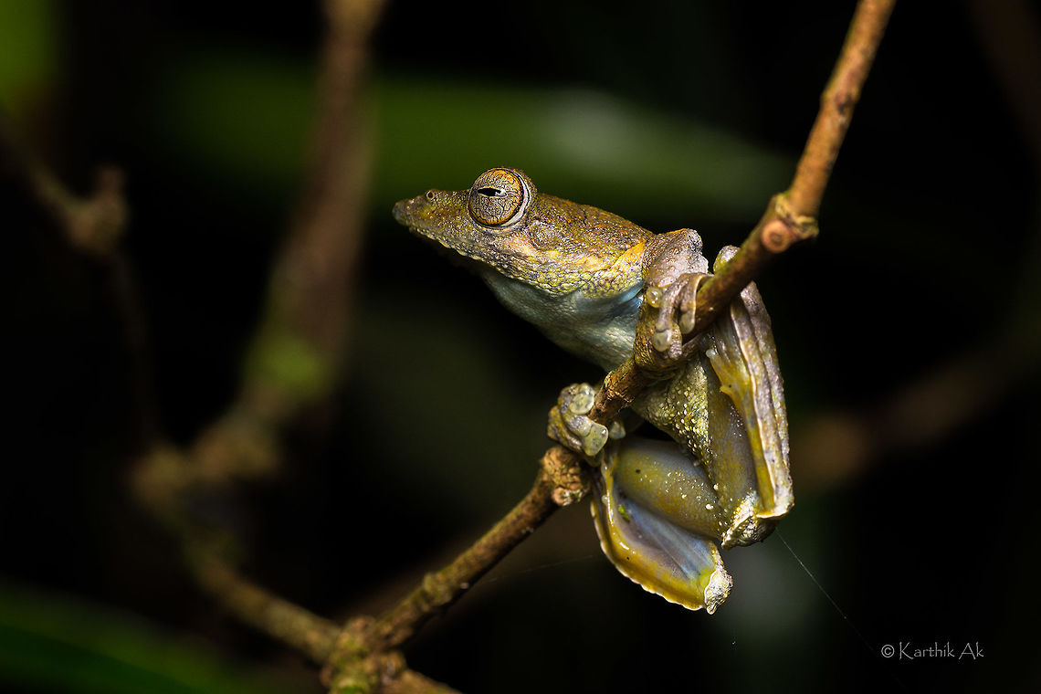 Kalakkad glider An endemic and endangered species of gliding frog first described from The morphology is similar to the widely distributed malabar gliding frog.<br />
But the colors vary. The normal coloration is darker with algae like texture on the dorsal side.<br />
They were 3-4 males calling but no signs of any female or may be we missed to spot one! Kalakad gliding frog,Rhacophorus calcadensis,amphibian,endangered,endemic,frog,gliding frog,india,northwest monsoon,tamil nadu,westernghats,wild