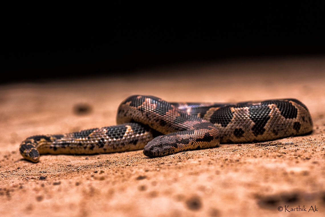 The harmless beauty - Common Sand boa Though common these snakes are rare seen, reason being they are burrowers, and are active at night. These snakes are harmless non venomous snakes. When threatened, they coil and hide their head within the coil. When agitated they can give you a painful bite with its sharp teeth.<br />
The scales are keeled and the size of the keels increase towards the tail. The tail is not very pointy with rough scales. These snakes have a beautiful pattern. People without the knowledge of common snakes assume this to be a python or the deadly russell&#039;s viper and kill.<br />
In the past one month these sand boas were seen little frequently at same place. And the people who saw assumed it to be russell&#039;s viper and were about to kill it. Meanwhile one of our team member rescued it and released few 100 meters from the settlement.  Geotagged,Gongylophis conicus,India,Spring,bangalore,boa,burrower,india,karnataka,keeled,nocturnal,non venomous,reptile,rough scaled boa,rough tailed boa,russell's,sand boa,scales,snake