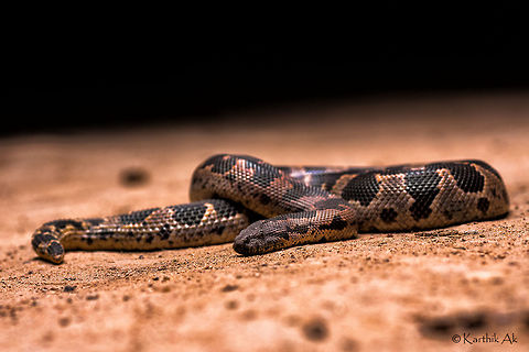 Rough-scaled sand boa