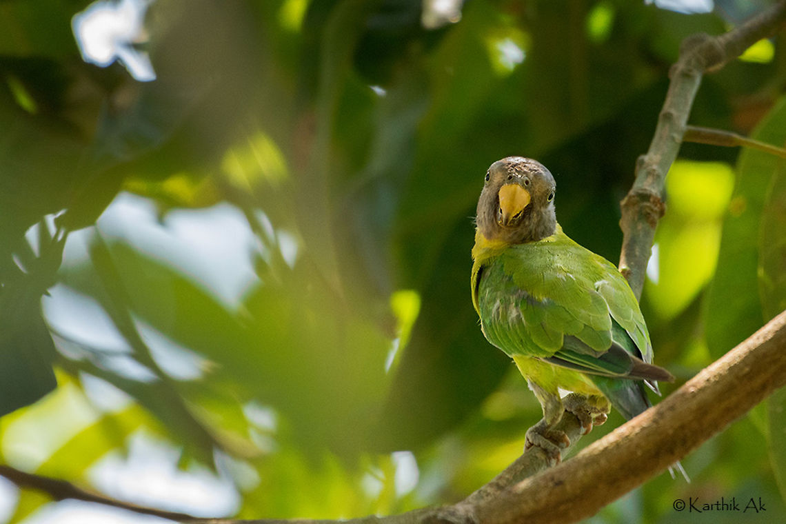 Time with the plums Spent some good time with the plum headed parakeets. Getting close to them in spite of many watchful eyes was a nice experience. This being the mango season, a flock of about 20 birds came early morning to feast on the unripe mangoes. There were about 5 trees. They had plenty of mangoes to choose from and every bird wanted the best. The birds would fight and screech at their loudest!! They would walk like a boss on the branch towards the mango. One can spend hours without getting bored by just watching their behavior. It is quite interesting and sometimes funny!!<br />
<br />
Isolating one bird, getting a neat background was very challenging. These birds usually would be on the periphery of the tree which is under direct sunlight and mostly feasting on mangoes with thick cover of leaves. Two individual birds were bold enough to get under the trees in shade. This image is of one of them. Plum-headed Parakeet,Psittacula cyanocephala,india,kabini,karnataka,mangifera indica,mango tree,parakeet,plums,summer,wild,wild bird