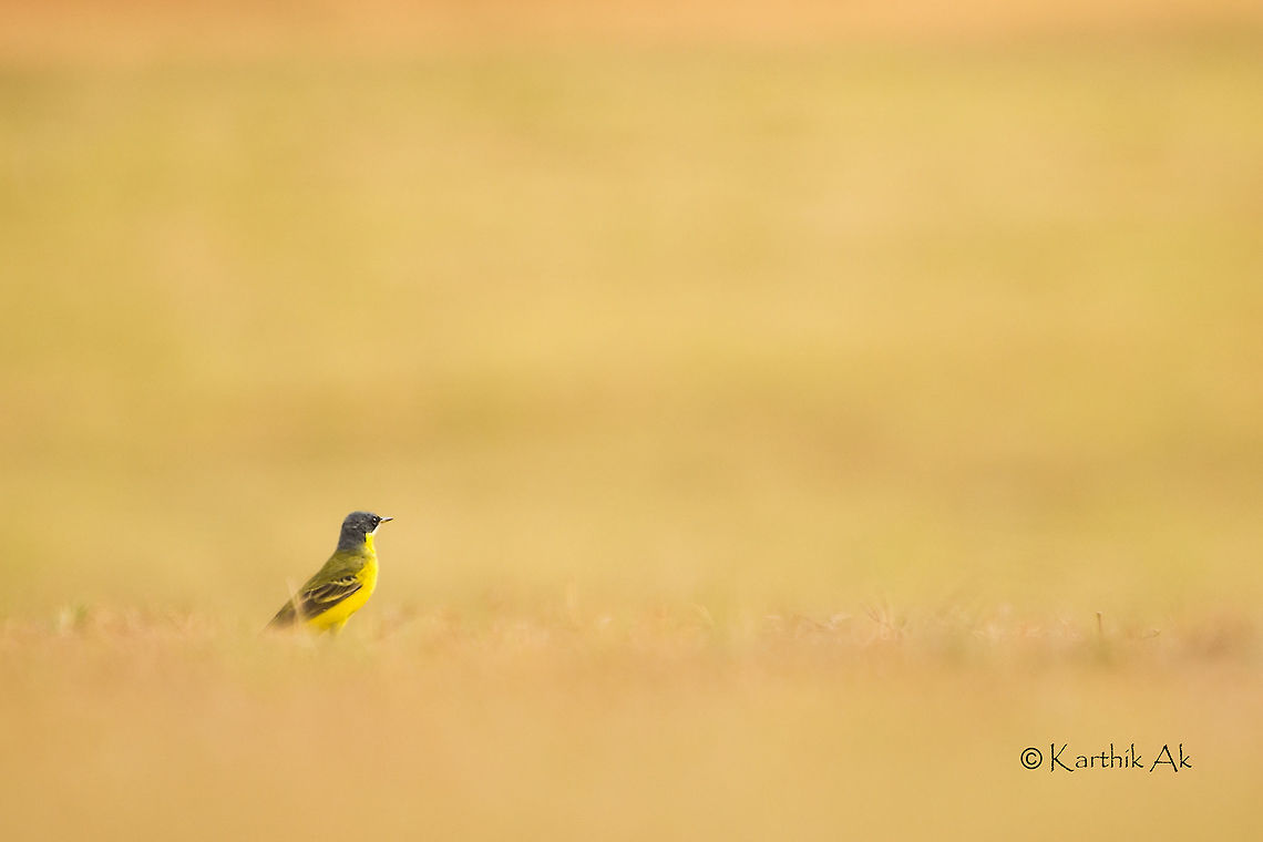 Yellow in green! It was extremely difficult to track and photograph these fast moving birds. When on ground they keep wagging their tail up and down and are on constant move in search of food, which primarily consists of small insects and worms. <br />
When threatened they inspect the surrounding and make quick short flights to a nearby place about 100 meters away.<br />
It was fun watching their movements and photographing them. Motacilla flava,Yellow Wagtail,backwaters,bird,foraging,india,kabini,karnataka,wagtail,wild bird