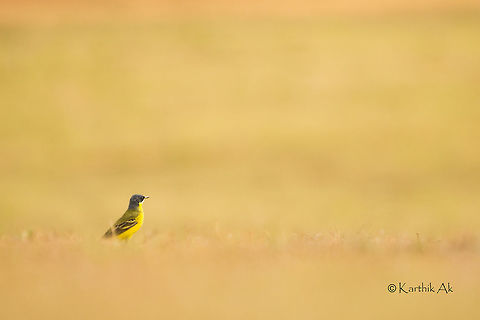 Yellow in green! It was extremely difficult to track and photograph these fast moving birds. When on ground they keep wagging their tail up and down and are on constant move in search of food, which primarily consists of small insects and worms. 
When threatened they inspect the surrounding and make quick short flights to a nearby place about 100 meters away.
It was fun watching their movements and photographing them. Motacilla flava,Yellow Wagtail,backwaters,bird,foraging,india,kabini,karnataka,wagtail,wild bird