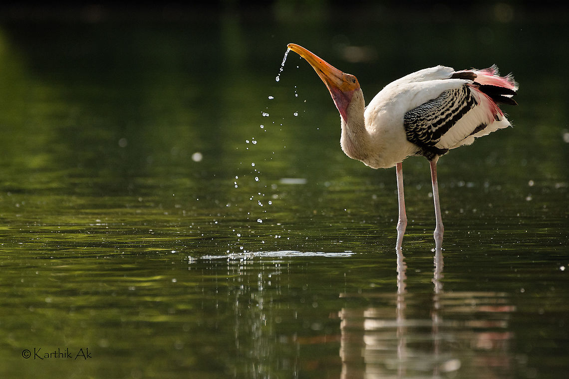 A painted stork quenching thirst in this hot summer.  Mycteria leucocephala,Painted Stork,Ranganthittu Bird Sanctuary,bird sanctuary,karnataka,mysore,stork,wild bird