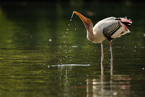 A painted stork quenching thirst in this hot summer.  Mycteria leucocephala,Painted Stork,Ranganthittu Bird Sanctuary,bird sanctuary,karnataka,mysore,stork,wild bird