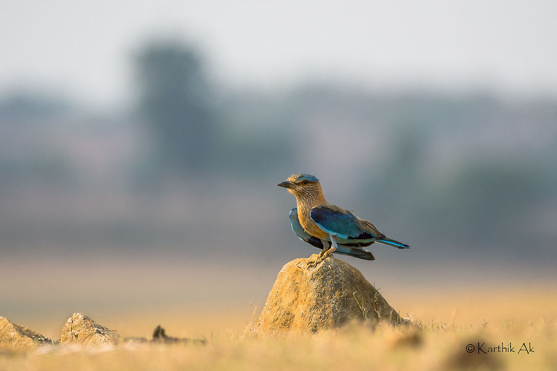 Indian Roller  Coracias benghalensis,Indian Roller,backwater,bird,india,kabini,karnataka,roller,state bird,wild bird