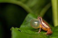 Variable bush frog Met this beautiful male variable bush frog during recent visit to the western ghats while looking for the croaking friends.<br />
There were many in number all calling out loud to attract mate. Slight drizzle would amplify the calls.<br />
It was an orchestra where variable bush frogs were the main, with sudden chorus of Malabar tree toads(Pedostibes tuberculosus) and with the water droplet frog(Raorchestes nerostagona) droplet-beat all the while. Raorchestes akroparallagi,amphibian,calling,coffee,coorg,croaking,frog,india,monsoon,western ghats,wild
