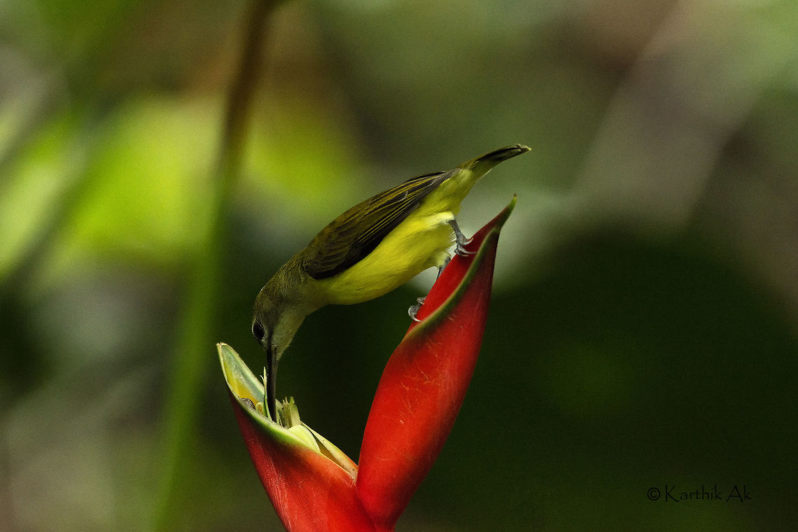 The Monsoon colors A female purple rumped sunbird feeding nectar from a red paradise flower this monsoon in the western ghats of India.<br />
These tiny birds about 10cm is endemic to India. Their primary source of food is the nectar in the flowers. They are one of the primary pollinators of the bird world.<br />
The monsoons bring the rich saturated colors. It is always fun shooting during monsoons.    Leptocoma zeylonica,Purple-rumped sunbird,endemic,female bird,india,madikeri,monsoons,paradise flower,western ghats,wild