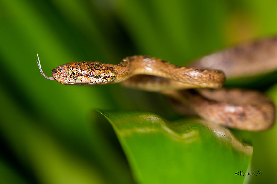 Ceylon cat A cat eyed snake from India looks almost the beddome&#039;s cat snake is a species of colubrid snakes found in Srilanka and western ghats of India. <br />
They are nocturnal and can be found foraging on trees at night. Boiga ceylonensis,Sri Lanka cat snake,colubrids,nocturnal,snake,western ghats,wild