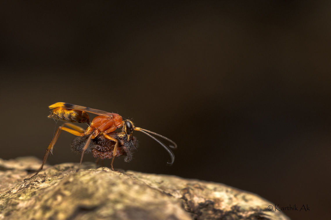Spider wasp in action! Came across this spider wasp carrying its prey - a wolf spider. <br />
The wasp was heading to its nest where it would lay an egg on the paralyzed spider.  The hatched larva would feed on the paralyzed wolf spider.<br />
<br />
Anyone who can ID this wasp and spider would be very helpful!! Lycosidae,india,macro,natural history moment,paralysed,pompilidae,predation,spider,spider wasp,wasps,western ghats,wild