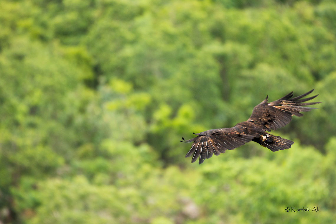 The Mighty Black Eagle! It was great surprise to see the mighty black soaring so close from us on a windy day. <br />
<br />
Just check the below video for how windy it was<br />
<a href="https://www.instagram.com/p/BHYbbaChWIT/" rel="nofollow">https://www.instagram.com/p/BHYbbaChWIT/</a><br />
<br />
The eagle just went along scanning the landscape for unsuspecting prey. It was an amazing airshow so close to home!! Black Eagle,Ictinaetus malayensis,bangalore,bird,black,greens,india,raptor,shadow,wild,wildlife