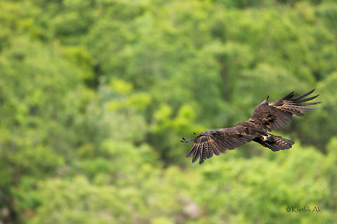 The Mighty Black Eagle! It was great surprise to see the mighty black soaring so close from us on a windy day. 

Just check the below video for how windy it was
https://www.instagram.com/p/BHYbbaChWIT/

The eagle just went along scanning the landscape for unsuspecting prey. It was an amazing airshow so close to home!! Black Eagle,Ictinaetus malayensis,bangalore,bird,black,greens,india,raptor,shadow,wild,wildlife