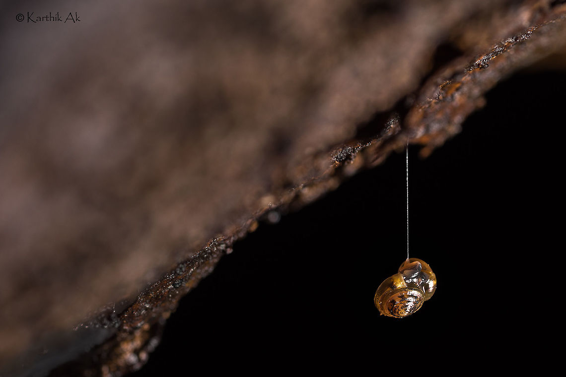 Hanging in Love!! A pair of mating snails hanging from a rotting log using a thin string.<br />
Never seen the snails hanging around and making out this way!! Even the slightest wind would make them spin every possible direction.<br />
It must have been a roller coaster ride for them :D<br />
The only reason i can think of is to prevent being eaten by a predator!! <br />
Any other reasons that you can think of about this ? india,kalakkad,kmtr,macro,mating,natural history,snails,tamil,tamil nadu,western ghats,wild
