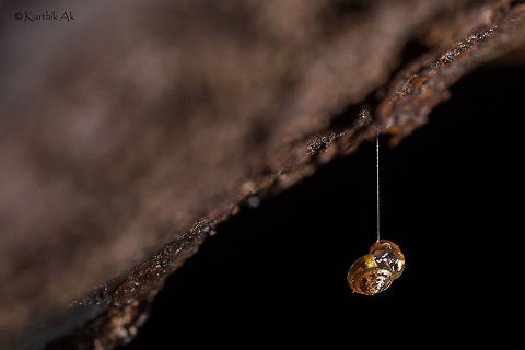 Hanging in Love!! A pair of mating snails hanging from a rotting log using a thin string.
Never seen the snails hanging around and making out this way!! Even the slightest wind would make them spin every possible direction.
It must have been a roller coaster ride for them :D
The only reason i can think of is to prevent being eaten by a predator!! 
Any other reasons that you can think of about this ? india,kalakkad,kmtr,macro,mating,natural history,snails,tamil,tamil nadu,western ghats,wild