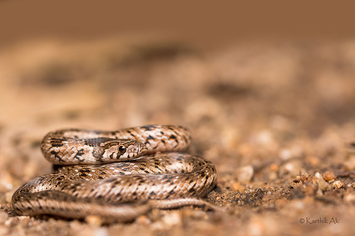 Russell's kukri A harmless non-venomous species of snake found in Asia. Oligodon taeniolatus,Streaked Kukri Snake,bangalore,india,karnataka,kukri,russell's kukri,wild