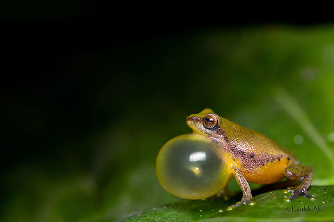 An handsome variable bush frog! Met this beautiful male variable bush frog during recent visit to the western ghats while looking for the croaking friends 
There were many in number all calling out loud to attract mate. Slight drizzle would amplify the calls.
It was an orchestra where variable bush frogs were the main, with sudden chorus of Malabar tree toads(Pedostibes tuberculosus) and with the water droplet frog(Raorchestes nerostagona) droplet-beat all the while.
 Raorchestes akroparallagi,amphibian,bush frog,coffee,coorg,endemic,incredibleindia,india,karnataka,macro,monsoon,rains,wild