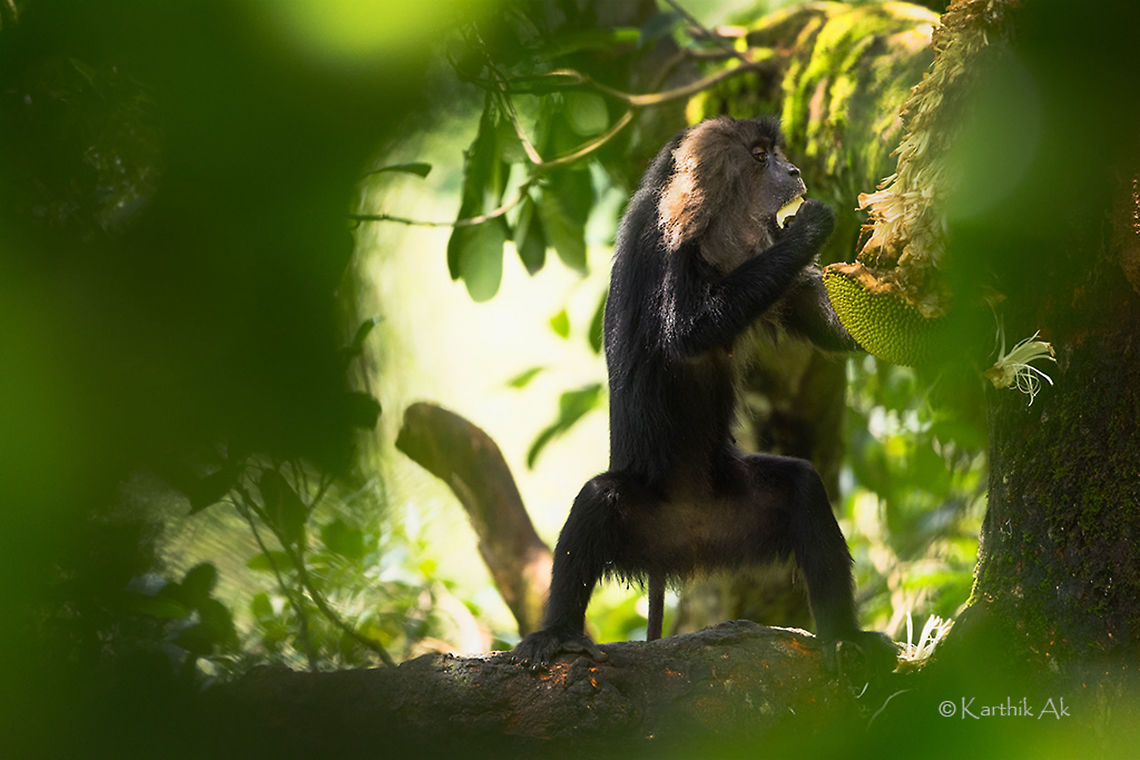 The Kings of Western Ghats A charismatic endangered and endemic primates species found in the Western Ghats of India. It is one of the key species which highlights the biodiversity of Western Ghats<br />
Major populations are found in the southern western ghats of Kerala and Tamil Nadu and few numbers are seen in Agumbe and Sirsi in Karnataka which is welcome sign.<br />
The Lion Tailed macaques feed primarily on the indigenous fruits. They have to compete with the local troupes of Rhesus macaques. We observed the LTMs being chased away by the R macaques. We were surprised to see the LTMs backing off instead of fighting back. May be they wanted to be peace!  Lion-tailed macaque,Macaca silenus,endangered,endemic,feeding,incredibleIndia,india,jackfruit,lion-tailed,ltm,mammal,primate,tamilnadu,valparai,western ghats,wildindia,wildlife
