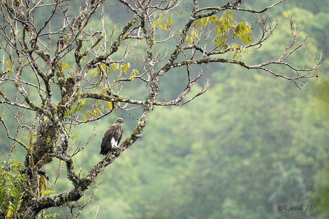 Shades of Grey! Had some amazing time wandering around part of the southern western ghats in Tamil Nadu. Had prepared a small checklist and expected them to be seen. Usually not a birder but had still included few raptors in the list that i might come across. A fish eagle, esp., this one, a lesser fish eagle was not at all in my mind. This came as a pleasant surprise. <br />
It was in late afternoon drizzling on off, we were sipping some delicious soup under a wooden hut next to a small river. It was great!! From nowhere a huge grey bird flew and perched on a tall tree on the other side of the river and within few seconds it disappeared into the thicket.<br />
 Ichthyophaga humilis,Lesser fish eagle,bird,fish eagle,habitat,incredibleIndia,india,monsoon,raptor,tamilnadu,western ghats,wildlife