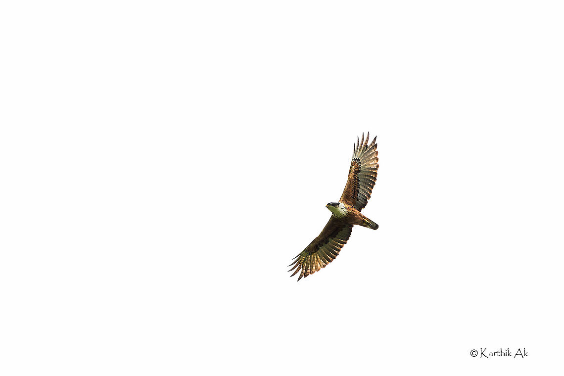 Rufous bellies hawk eagle  Lophotriorchis kienerii,bird,incredibleindia,monsoon,raptor,rufous bellied hawk eagle,tamilnadu,western ghats,wild