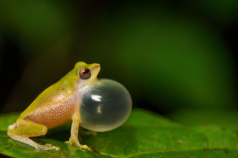 Variable bush frog This specimen was found more than 400 km south of the place where i found the colorful ones. Just look at drastic variation in color of the same species. No wonder its called the variable bush frog!! Raorchestes akroparallagi,amphibian,endemic,frog,india,monsoon,tamil nadu,valparai,western ghats,wild