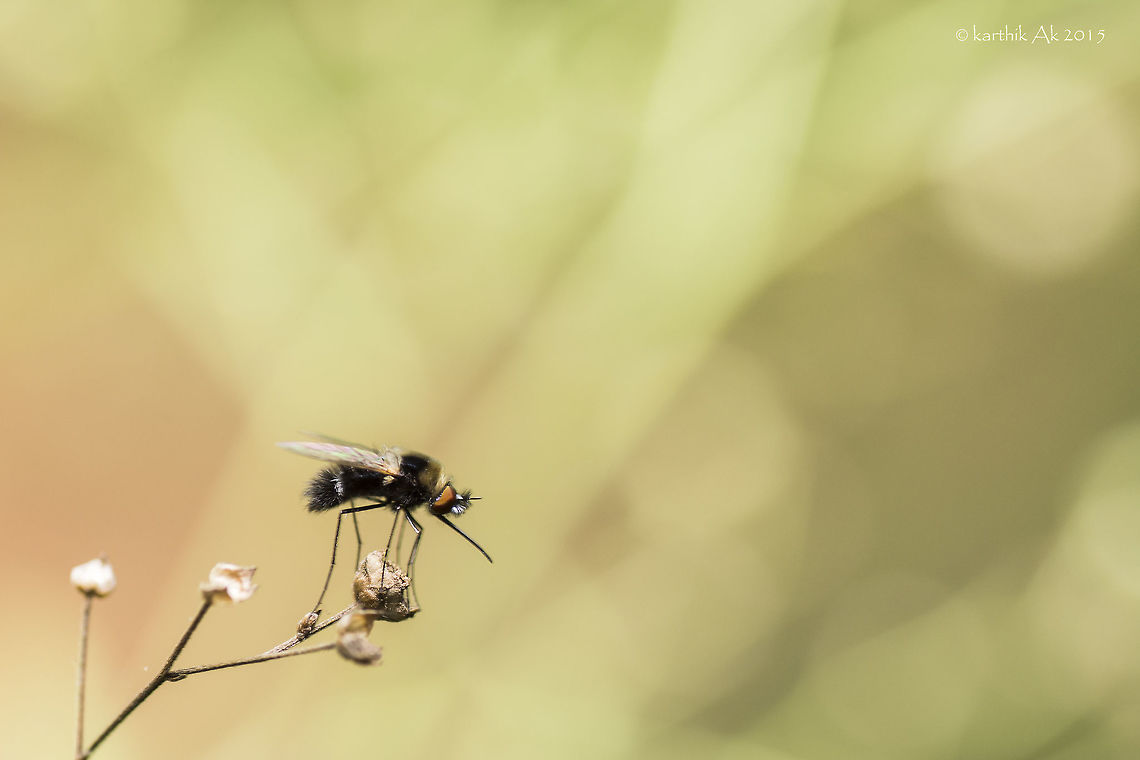Furry fly Any help on Id will be appreciated!! India,bangalore,fly,karnataka