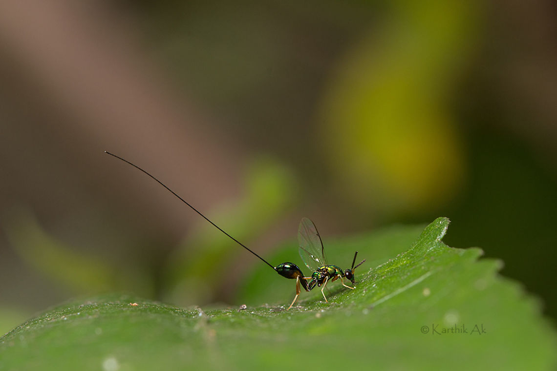 Fig wasp - The pollinator for the queen of trees Its very interesting to see how the symbiotic relationship between an insect and a tree has evolved.<br />
<br />
 Its best explained in this beautiful documentary narrated by the legend  - <section class="video"><iframe width="448" height="282" src="https://www.youtube-nocookie.com/embed/xy86ak2fQJM?hd=1&autoplay=0&rel=0" frameborder="0" allowfullscreen></iframe></section><br />
 fig wasp,greatnature,india,insect,karnataka,wasps