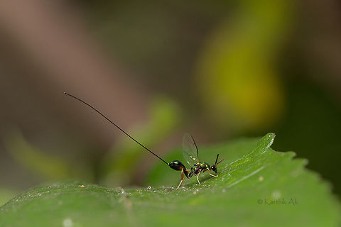 Fig wasp - The pollinator for the queen of trees Its very interesting to see how the symbiotic relationship between an insect and a tree has evolved.

 Its best explained in this beautiful documentary narrated by the legend  - https://www.youtube.com/watch?v=xy86ak2fQJM
 fig wasp,greatnature,india,insect,karnataka,wasps