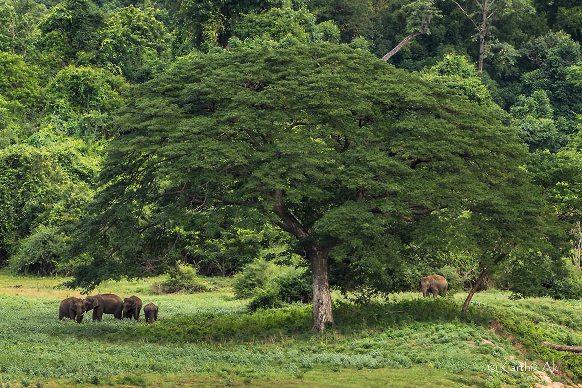 The Family Tree A herd of elephants feeding under a huge tree. It was such a delight to see the gentle giants graze peacefully in such a place. Look at the tree, it is so huge making the worlds largest animal look tiny. Asian elephant,Elephas maximus,elephants,gentle giants,herd,india,pollcahi,tamilnadu