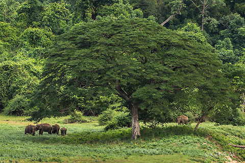 The Family Tree A herd of elephants feeding under a huge tree. It was such a delight to see the gentle giants graze peacefully in such a place. Look at the tree, it is so huge making the worlds largest animal look tiny. Asian elephant,Elephas maximus,elephants,gentle giants,herd,india,pollcahi,tamilnadu