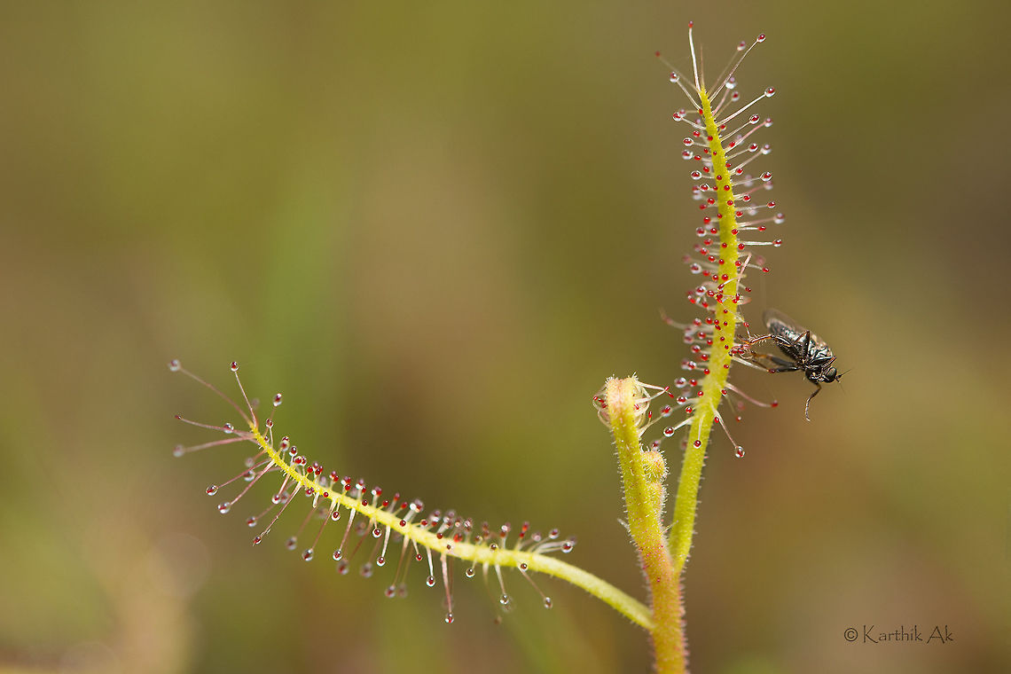 Honey Trap A sundew(Drosera indica) with its prey<br />
<br />
Sundews like this produce sticky nectar which attracts the insects.<br />
Insects once stuck are doomed. There is no way out!!<br />
<br />
The &quot;nectar&quot; loaded with digestive enzymes act on the prey immediately, breaking down the complex material to simpler absorbable compounds. This may take hours. Its a painful death for the insects.<br />
<br />
These plants grow in rocky places where the availability of nutrients is less.They are small plants and grow to a height of 30-40 cm. This was just around 8-10 cm. Drosera indica,Macro,bangalore,insectivorous plant,karnataka,predation