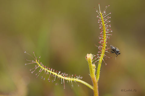 Indian Sundew