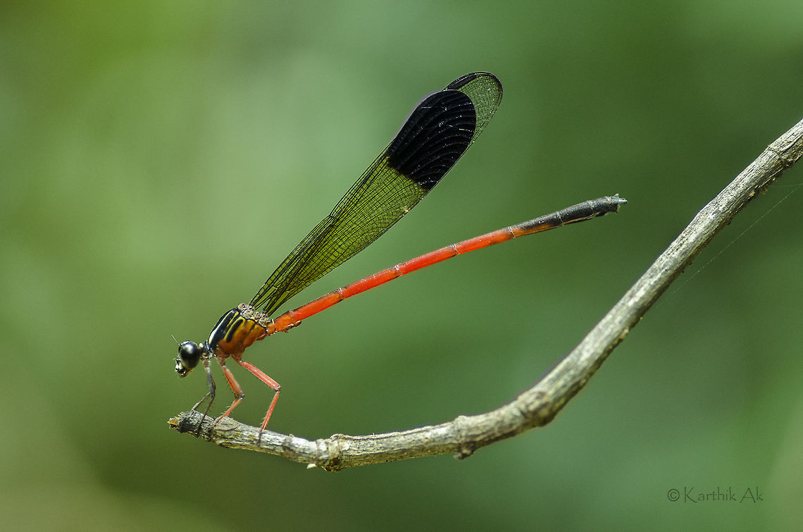 The Ruby One of the brightly colored damselflies endemic to the western ghats. These can be seen in good numbers along the streams during the monsoon and post monsoon which is their breeding period.<br />
These insects don&#039;t breed in polluted waters and can be considered as bio indicators for a good environment. Euphaea fraseri,Malabar Torrent Dart,agumbe,damselfly,endemic,macro,malabar torrent dart,monsoon,western ghats