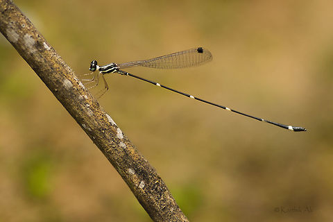 A damsel! There are many small creatures that are very beautiful like this graceful Reedtail damselfly. One has to make an effort to look beyond the popular life forms to see the real beauty of the life which are around you! Odonata,Platystictidae,Protosticta,endemic,india,macro,tamil nadu,western ghats