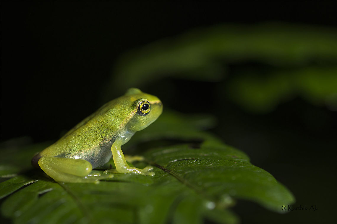 Patternless - Variable ghat froglet Frogs exhibit various color forms in its various meta-morphological stages especially the frogs of genus Rhacophorus. The juveniles are very colorful than the adults. They are just amazing!!<br />
Ghatixalus species also exhibit color variation but the tadpoles and frog-lets are not as colorful as that of Rhacophorus species. They are completely pattern-less which is in total contrast with the adults. Ghatixalus variabilis,Variable ghat froglet,amphibian,endangered,endemic,frog,nilgiris,tamil nadu,western ghats
