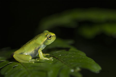 Patternless - Variable ghat froglet Frogs exhibit various color forms in its various meta-morphological stages especially the frogs of genus Rhacophorus. The juveniles are very colorful than the adults. They are just amazing!!
Ghatixalus species also exhibit color variation but the tadpoles and frog-lets are not as colorful as that of Rhacophorus species. They are completely pattern-less which is in total contrast with the adults. Ghatixalus variabilis,Variable ghat froglet,amphibian,endangered,endemic,frog,nilgiris,tamil nadu,western ghats