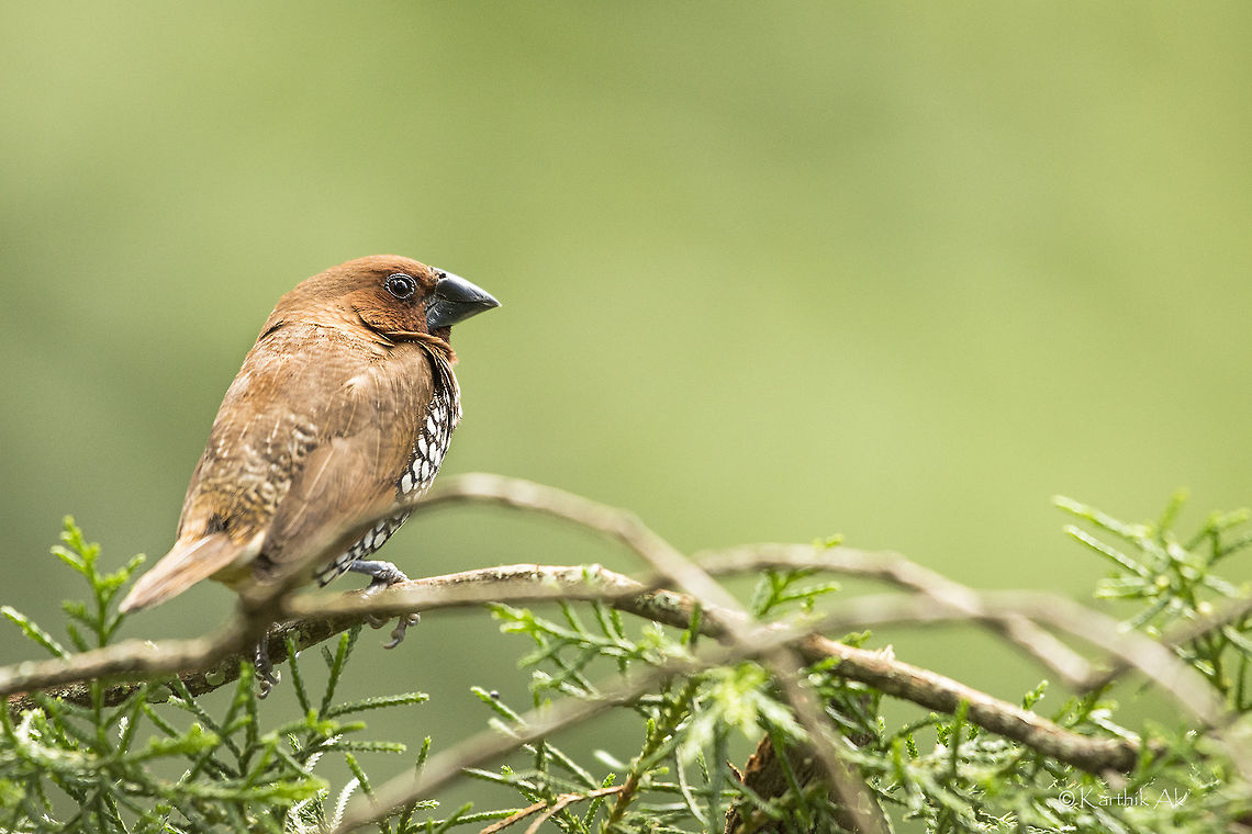 Scaly breasted munia  Lonchura punctulata,Scaly-breasted munia