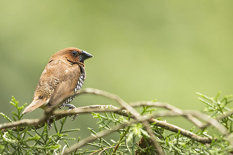 Scaly breasted munia  Lonchura punctulata,Scaly-breasted munia