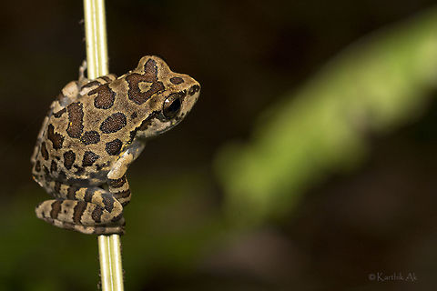Tattooed An adult variable ghat frog is full of patterns which looks like as if its tattooed. They can be seen in shades of green and brown with varying degree of blotches.

Like other tree frogs these also build foam nests and undergo complete metamorphosis i.e., tadpole->frog-let->adult

These frogs are endemic and as per IUCN status they are endangered. Ghatixalus variabilis,endangered,endemic,frog,greatnature,incredibleIndia,western ghats,wild