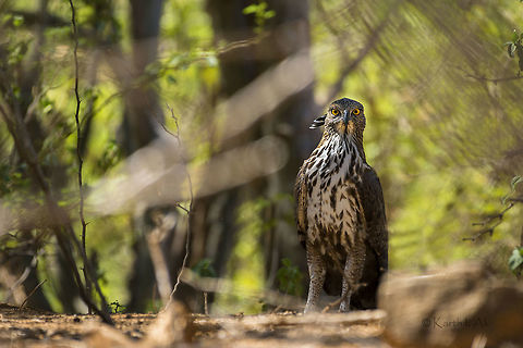 Crested Hawk Eagle It is always good to get the any subject on ground and at eye level particularly. The raptors in particular is special as they are most often seen perched high up or gliding in the sky. 
But getting one on ground is sheer luck unless you follow them regularly!
It was in the morning around 10 AM, the temperatures had already crossed the comfort zone. The bird activity was almost nil! And then we come across this powerful raptor resting on a ground under shade.Spent quality 5-10 minutes observing and photographing it! Changeable hawk-eagle,Nisaetus cirrhatus,incredibleindia,raptor,tamilnadu,wildlife