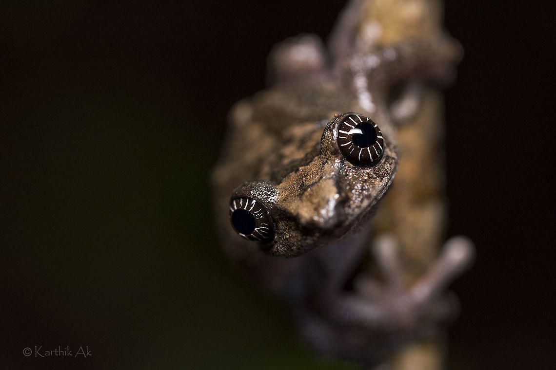 Those glittering eyes!! Endemic | endangered<br />
<br />
The females of the cross backed tree frogs are beautiful than the males, thanks to their attractive star patterned eyes. As seen in my previous post the males have plain iris. <br />
 Raorchestes signatus,amphibian,endangered,endemic,frog,incredibleindia,ooty,raorchestes signatus,western ghats,wild
