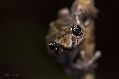 Those glittering eyes!! Endemic | endangered

The females of the cross backed tree frogs are beautiful than the males, thanks to their attractive star patterned eyes. As seen in my previous post the males have plain iris. 
 Raorchestes signatus,amphibian,endangered,endemic,frog,incredibleindia,ooty,raorchestes signatus,western ghats,wild