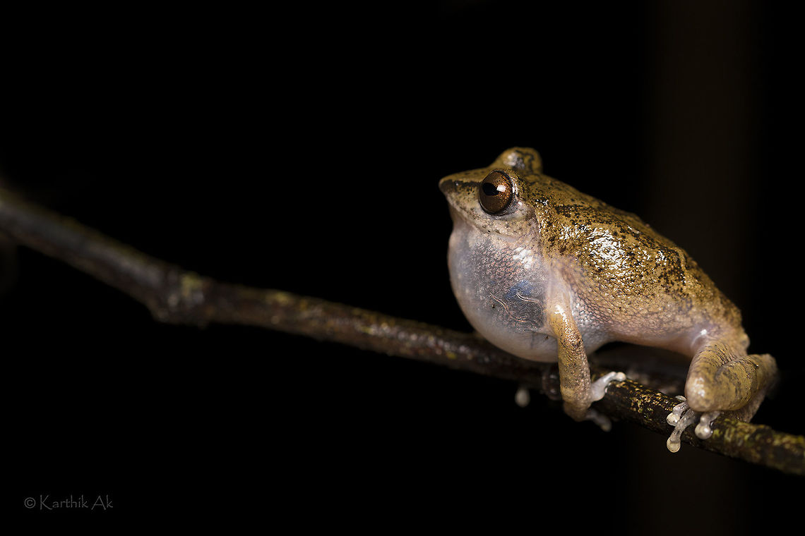 Not so handsome male!! Usually most of the frog species doesn&#039;t have much difference between a male and a female. The only common difference is the size. The males are smaller and the females are larger. There are few species in which the males change colors during breeding season. They become brightly colored. While the females remain as is! Only in few frog species a male and female can be differentiated not by its size but Other features. One such frog is Raorchestes sigantus in which the males doesn&#039;t have the signature feature of this species - radiating eyes<br />
 Raorchestes signatus,amphibian,endangered,endemic,frog,incredibleindia,ooty,raorchestes signatus,western ghats,wild