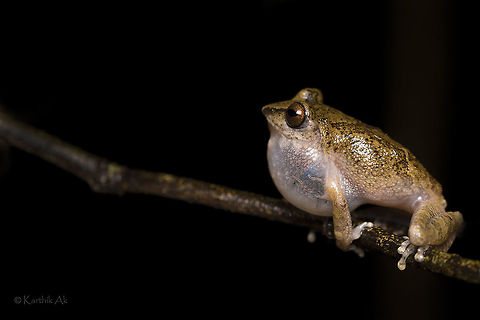Not so handsome male!! Usually most of the frog species doesn't have much difference between a male and a female. The only common difference is the size. The males are smaller and the females are larger. There are few species in which the males change colors during breeding season. They become brightly colored. While the females remain as is! Only in few frog species a male and female can be differentiated not by its size but Other features. One such frog is Raorchestes sigantus in which the males doesn't have the signature feature of this species - radiating eyes
 Raorchestes signatus,amphibian,endangered,endemic,frog,incredibleindia,ooty,raorchestes signatus,western ghats,wild