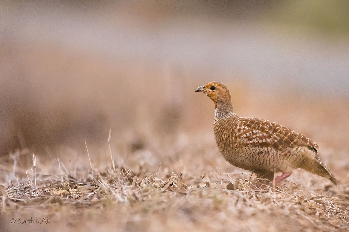 Grey Francolin A species of francolins found in Indian forests. They can found pecking on ground. They usually feed on grains, insects like termites and occasionally small snakes.<br />
<br />
Made this image in a very low light conditions. The bird was pecking the ground. The best time to test the ISO performance. Not bad for web use.  Francolinus pondicerianus,Grey francolin,High ISO,bird,francolin,india,low light,western ghats,wild