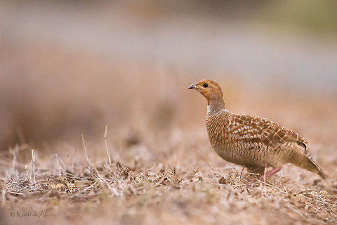 Grey Francolin A species of francolins found in Indian forests. They can found pecking on ground. They usually feed on grains, insects like termites and occasionally small snakes.

Made this image in a very low light conditions. The bird was pecking the ground. The best time to test the ISO performance. Not bad for web use.  Francolinus pondicerianus,Grey francolin,High ISO,bird,francolin,india,low light,western ghats,wild