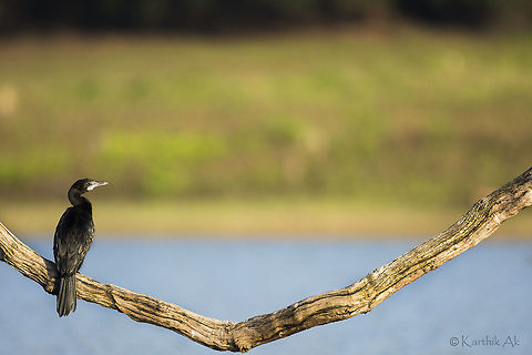 Indian Cormorant A widely distributed  cormorant species in India. They can seen in water bodies either swimming or basking with their wings wide open.
They breed between July to February depending on the rainfall. They are voracious fish eaters. Sometimes a group of these birds drive the fishes to a corner and hunt.   Indian Cormorant,Phalacrocorax fuscicollis,bird,incredibleindia,india,karnataka,water bird,wild